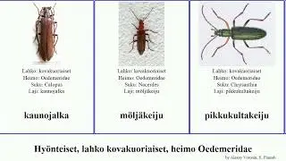 Hy&ouml;nteiset, lahko kovakuoriaiset, heimo Oedemeridae insect lineata Erev Ditylus Jammy m&ouml;lj&auml;keiju