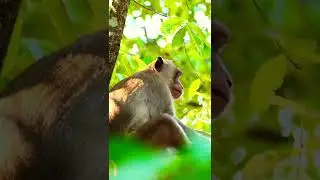 Aron king monkey