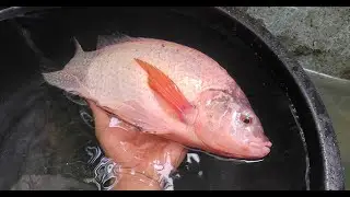 GIANT RED TILAPIA BACKYARD POND WATER CHANGE || FISH HOBBYIST