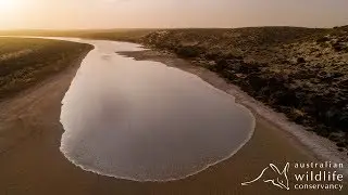 Kalamurina Wildlife Sanctuary | Floodwaters and rain deliver an ecological boom in the desert