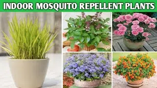 29 Indoor Mosquito Repellent Plants | Mosquito Repellent Plants with names | Plant and Planting