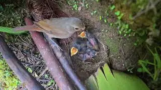 As the cuckoo evicts the chicks, the father bird looks on in bewilderment鸟爸爸看着杜鹃鸟推小鸟，感到很困惑，它能识破杜鹃鸟吗？