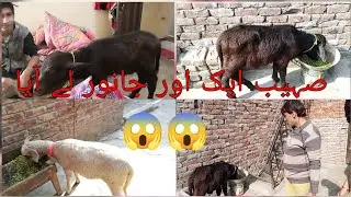 1Day Old Calf Rearing Technology Without Mother Milk || Doodh k Bgher Katian Or Bchry Palein 