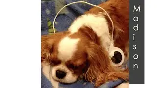 Phantom Scratching in a Cavalier King Charles Spaniel with Syringohydromyelia