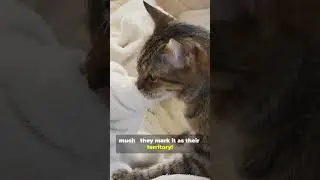 Cat Pee on Bed!