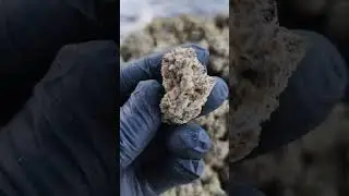 Indoor Hemp THCA GMO COOKIES.