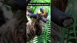 Why are sloths so slow?