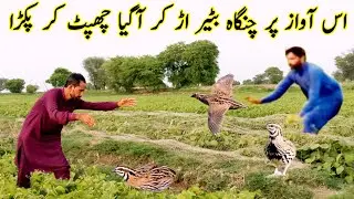 Rain Quail Hunting In Pakistan / chinga batair ka shikar 2025 / quail trip,bird trip  very munda