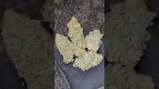 Big ish buds of #STARDAWG #weed #dawgweed #densebuds #solidbuds #bigbuds #stardog