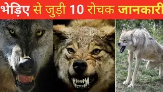 wolf amazing facts | crazy wolf factswolves animal facts | animal fact files wolf | knowlegege