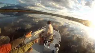 Big Brown Trout Bow Wave