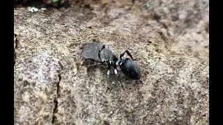 A Turtle Ant  - An ant with a huge head! (Genus Cephalotes Sub-family Myrmicinae Family Formicidae)