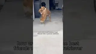 Как они стали лучшими друзьями... #корги #смешно #собаки