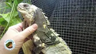 Protein Treats for Spiny Tail Iguanas!