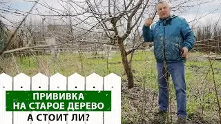 Перепрививка: Что нужно знать о том, как привить старое дерево?