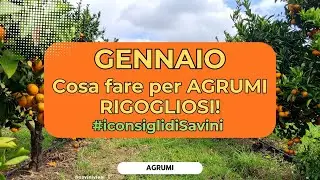 Agrumi a gennaio: cosa fare e cosa controllare nei vasi