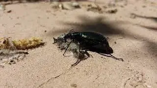 A caterpillar hunter eating lunch