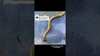 If You See This Worm Notify The Authorities #dangerous