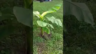 A Banana Tree in Virginia!!!  Gardenharts.com