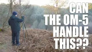 Can the OM Systems OM 5 Handle Woodland Photography