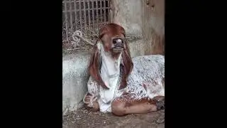 India gir cow