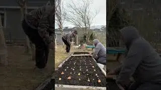 Посадка лука на приподнятой грядке | Садоводство в пригороде Ньюфаундленда