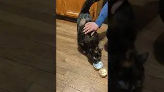 Nala, Picky Tortie, Tortoiseshell Cat #catfood #foodreview #tortoiseshellcat