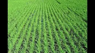 Cultivo mínimo no arroz irrigado