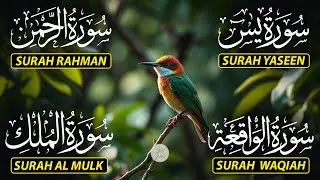 Beautiful Surah Yaseen (Yasin) | Surah Rahman | Surah Waqiah | Surah Mulk