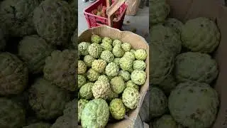 Fruits from the Philippines, Lansones at atis