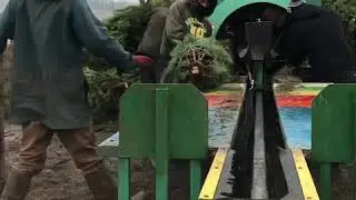 Enreda de pinos por contrato en holiday tree farms inc Dallas (Oregón)