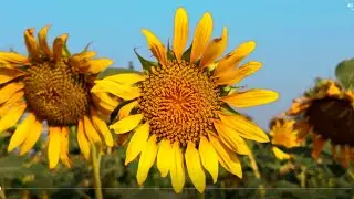 Dehat k rang | Beauty of Nature | Village life | Malik imran vlog