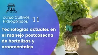 Las tecnologías actuales en el manejo postcosecha de hortalizas y ornamentales