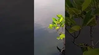 MANCING NILA ASLI GACOR‼️ #mancingmujair   #mancingnila