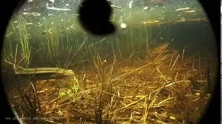 2019 04 25 00h10m Weatherfish, Vingerjas, Misgurnus fossilis
