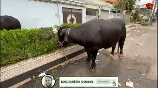 Buffalo 2022 ||Sanday ki Qurbani  || King Qureshi Channel  Youtube Channel