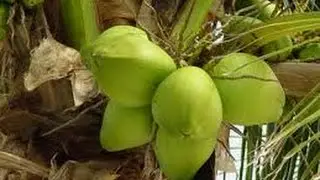Incrível, como produzir mudas de COCO anão do modo mais fácil do mundo!