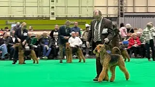 Crufts 2024 - Terrier Day and Best In Show! 10th March 2024