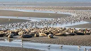 Relaxing Walk Through the Wadden Sea Coast &ndash; Seals, Shorebirds & Tidal Flats