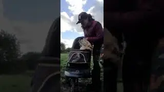 Как выбрать коляску для собаки