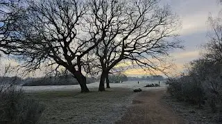 Cold winter walk in Epping Forest | England Countryside