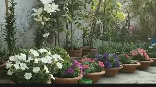 My beautiful small garden 🏡😍#nature lovers#flowers #viral 