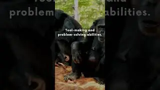 Chimpanzee Tool-Making: Intelligence in the Wild #amazing #animal #facts