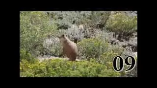Gunnisons Prairie Dogs Growing Ideas