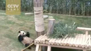 Panda pair adjusts to new home in Seoul