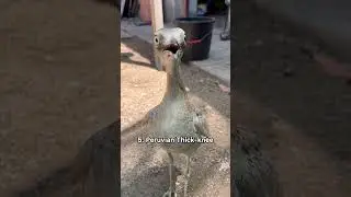 What do birds sound like in slow motion #birds #birdsounds