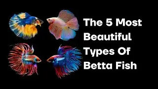 The 5 Most Beautiful Types Of Betta Fish