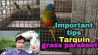 Tarquin Grass Parakeet important short tips.