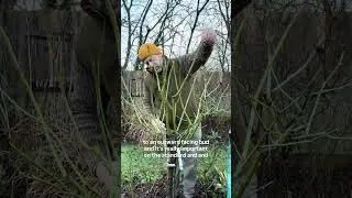 Pruning standard or tree roses my how to guide #gardenerben 