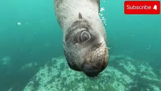 Underwater Relaxation and Meditation with God's Words